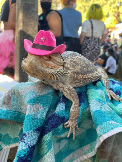 Among the attendants at Saturday afternoons Black Lives Matter rally at Lents Park, a dapper bearded dragon named Sleddy.