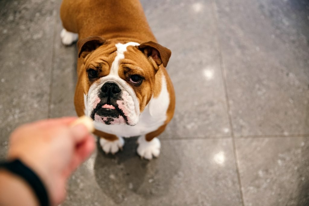 A person gives a dog a treat. 