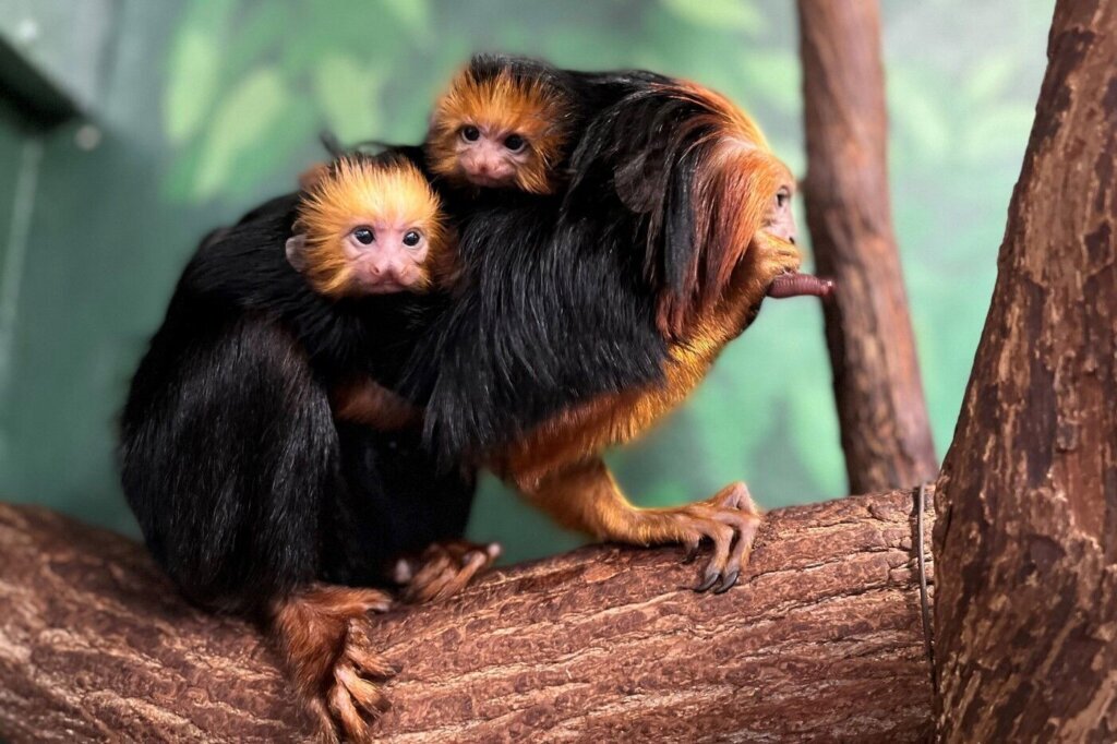 mn-golden-headed-lion-tamarin-twins-cropped-1024x682-1