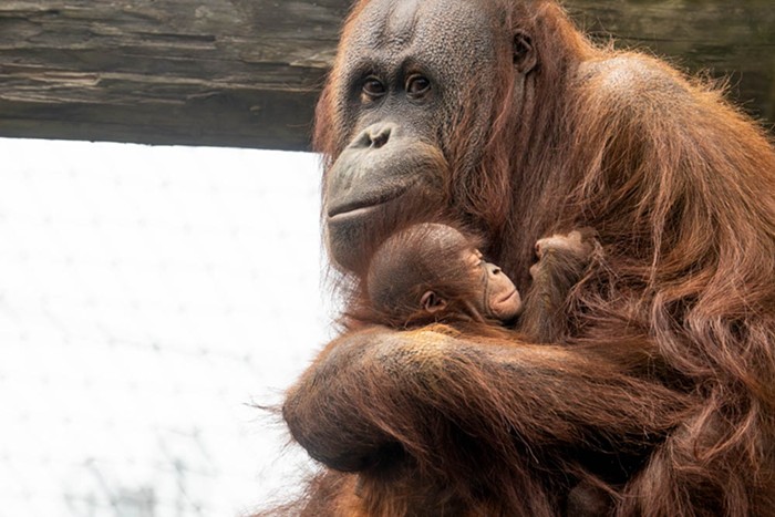 Inspired by the Dolly Parton lyrics, “Your beauty is beyond compare / with flaming locks of auburn hair,” the new baby orangutan at the Oregon Zoo  will be called Jolene.