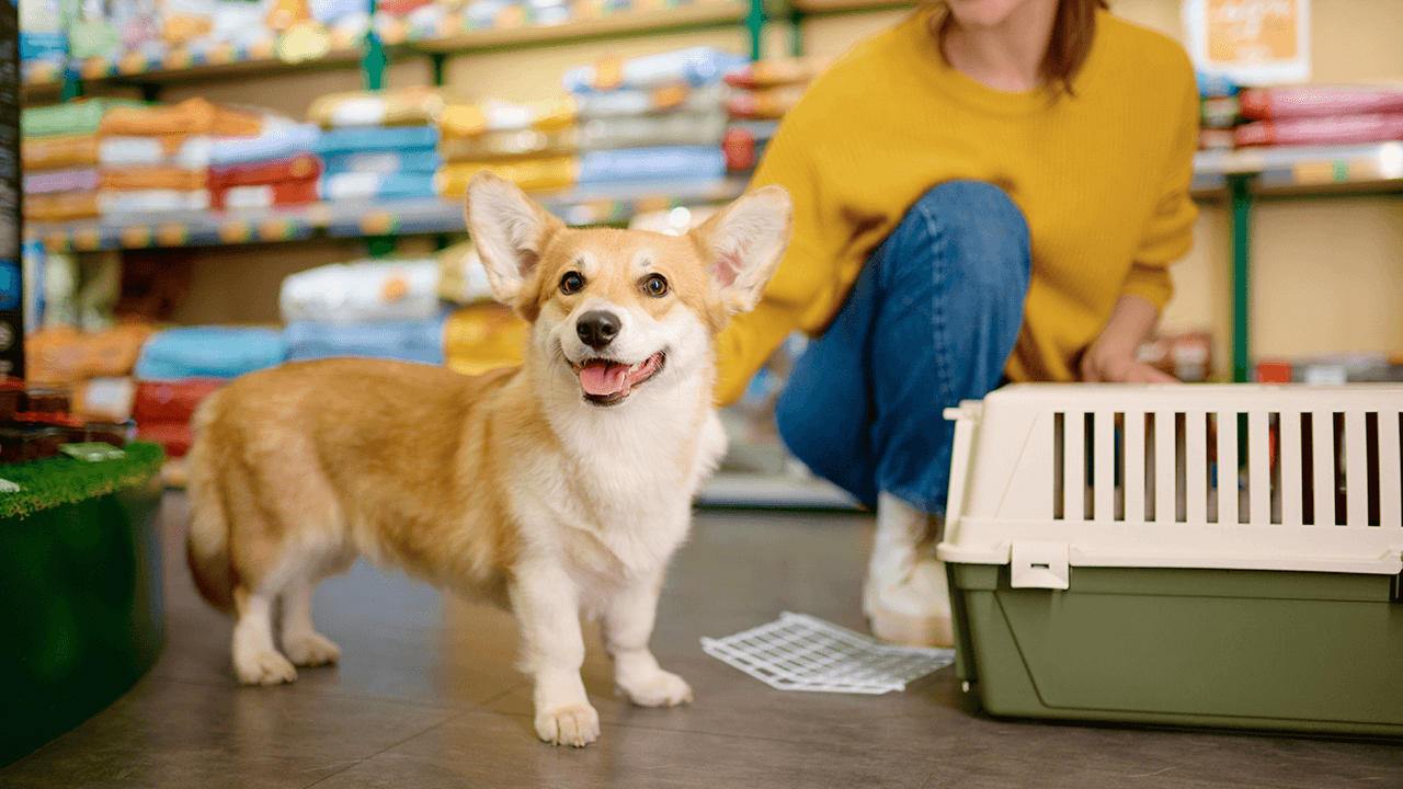 How to Open a Pet Store