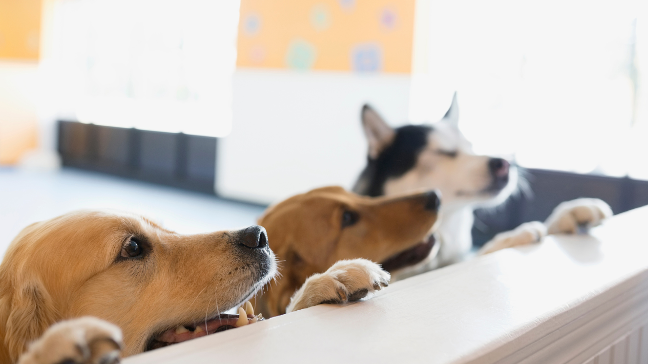 how to start a dog boarding business