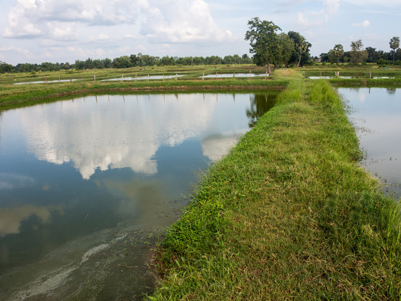 crawfish farm