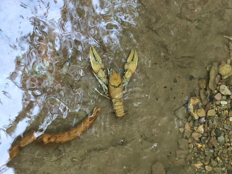 Crawfish farm