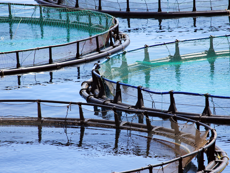 Crawfish farm