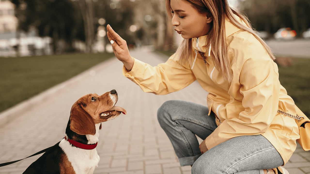 how to start a dog training business