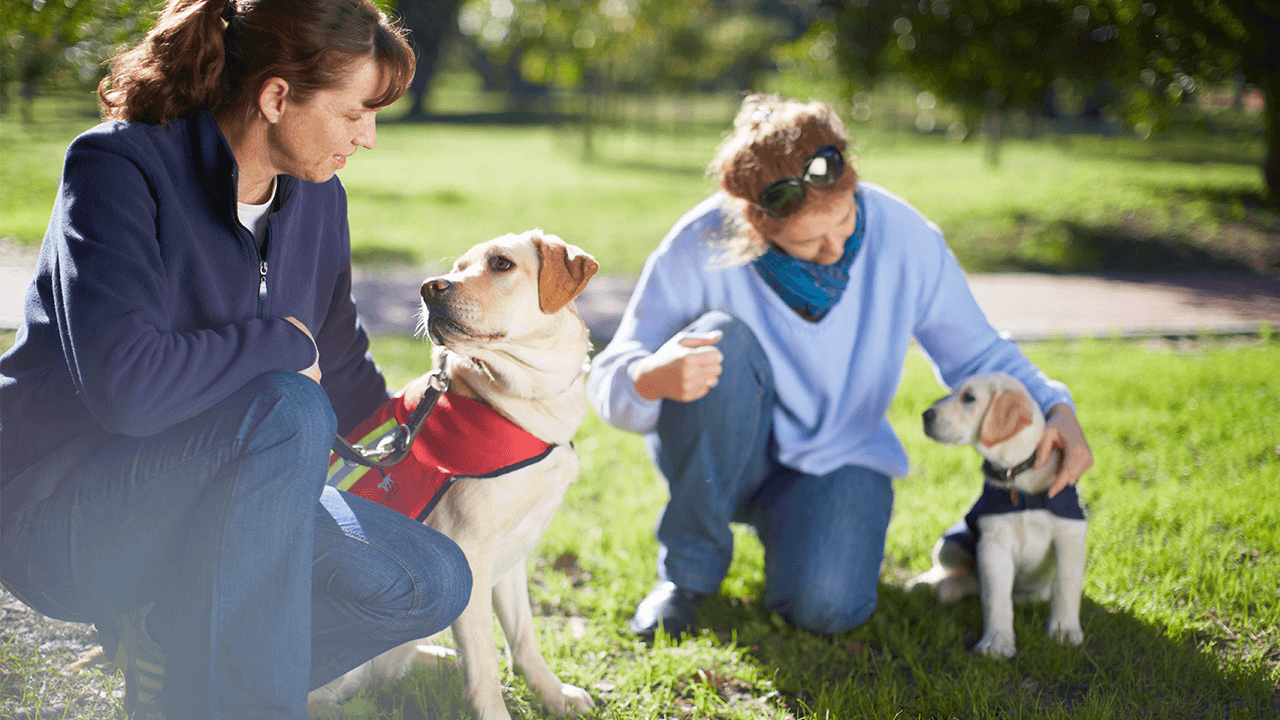 how to start a dog training business