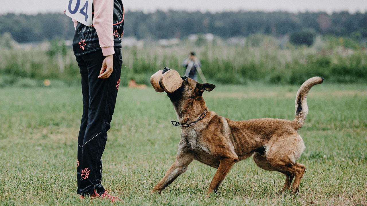 how to start a dog training business