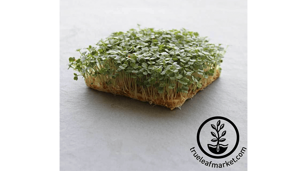 Arugula - Slow Bolt - Microgreens Seeds