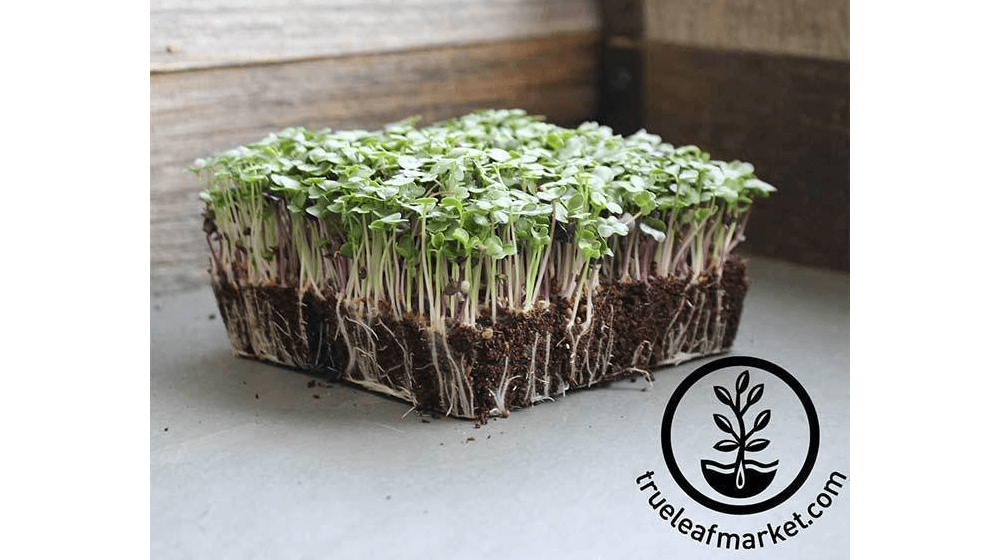 Basic Salad Mix - Microgreens Seeds