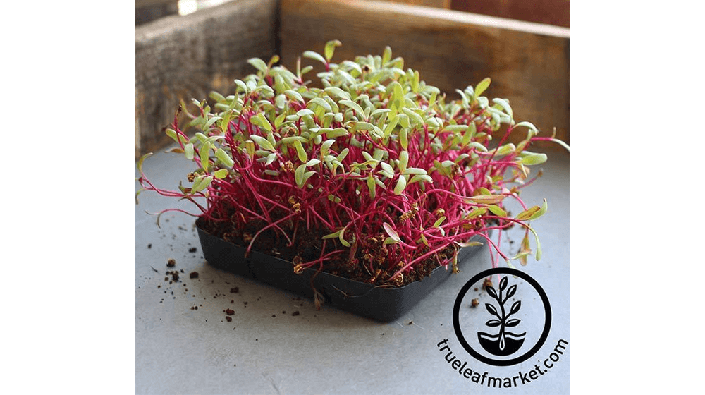 Beet - Detroit Dark Red (Conventional) - Microgreens Seeds