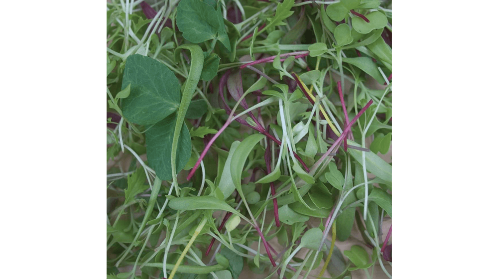 Burpee Microgreens Mix Microgreens Seeds 400 seeds