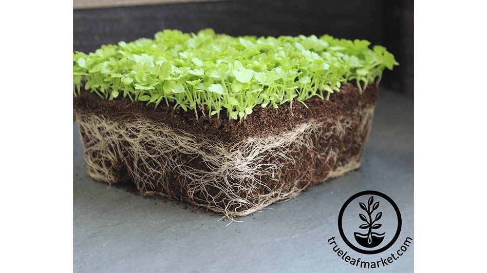 Celery - Utah 52-70 - Microgreens Seeds