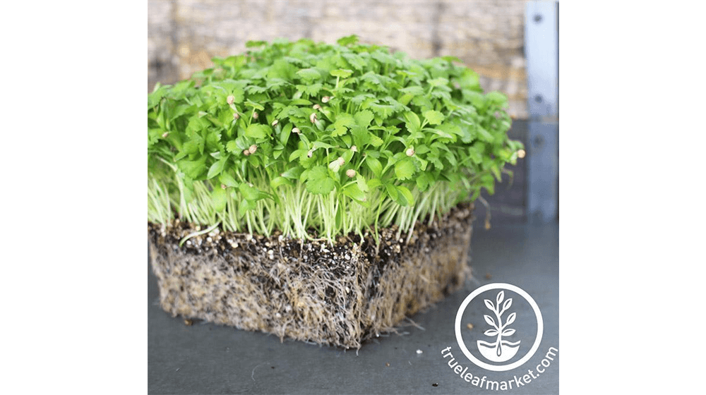 Cilantro Seeds - Leisure Splits (Organic) - Microgreens Seeds