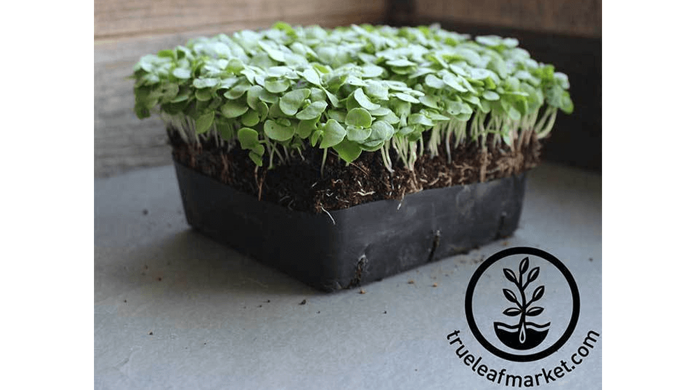 Cilantro Seeds - Slow Bolt (Organic) - Microgreens Seeds