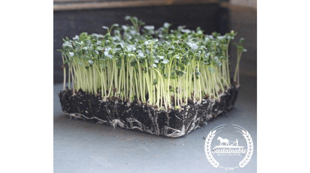 Kale - Black Tuscan aka Lacinato or Dinosaur (Organic) - Microgreens Seeds