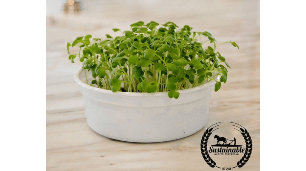 Mustard - Spicy Oriental (Organic) - Microgreens Seeds