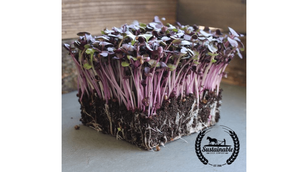 Radish - Rambo (Organic) - Microgreens Seeds