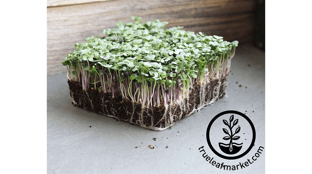 Spicy Salad Mix - Microgreens Seeds