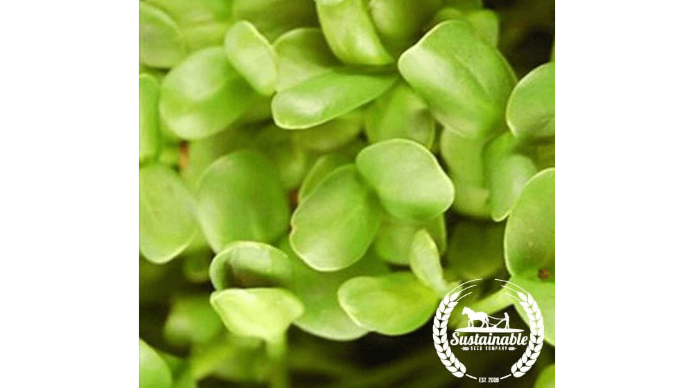 Sunflower - Black Oil - Small Seeded (Organic) - Microgreens Seeds