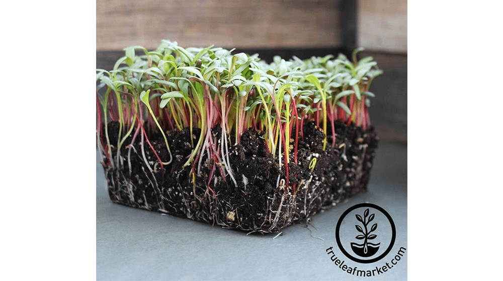 Swiss Chard - Rainbow Mixture - Microgreens Seeds