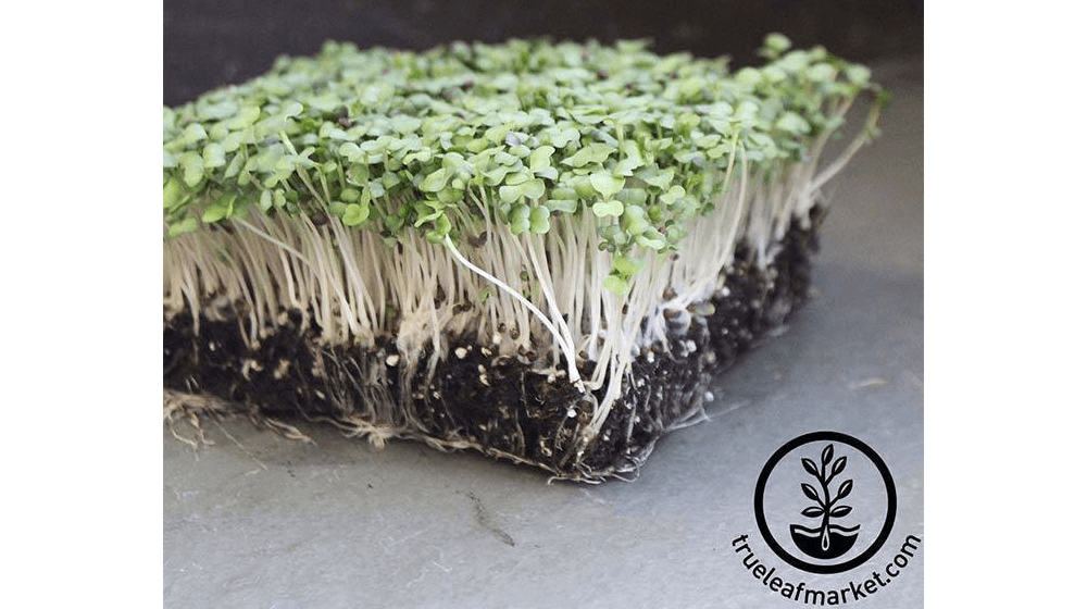 Turnip - Purple Top White Globe - Microgreens Seeds